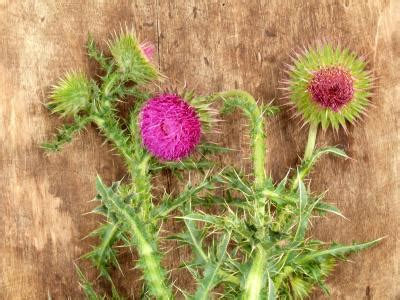 Some adverse reactions like gastrointestinal effects and hyperbilirubinemia were reported and also a few mild adverse effects such as increase . . Dangers of milk thistle